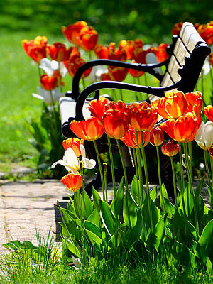 Tulips in the Park by Dylan Lees Tulips in the Park by Dylan Lees