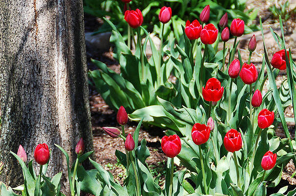 Wall Art - Photograph - Tulips Under The Tree by Aimee L Maher ALM GALLERY