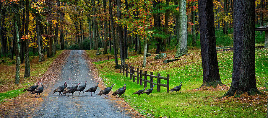 Turkey Crossing by Mark Dottle Turkey Crossing by Mark Dottle