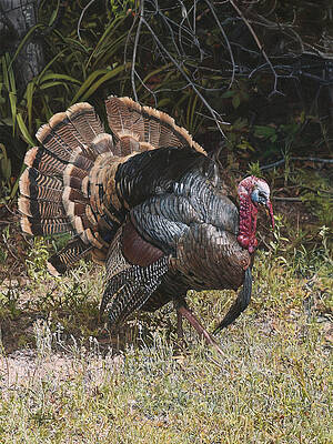 Turkey in the Weeds by Joshua Martin Turkey in the Weeds by Joshua Martin