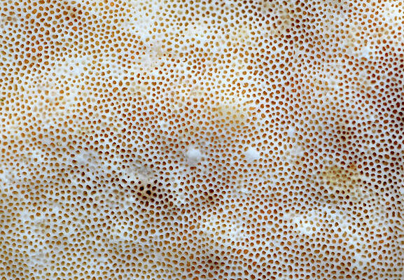 Wall Art - Photograph - Turkey-tail Pore Structure by Science Photo Library