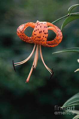 Wall Art - Photograph - Turks Cap Lily by David Davis