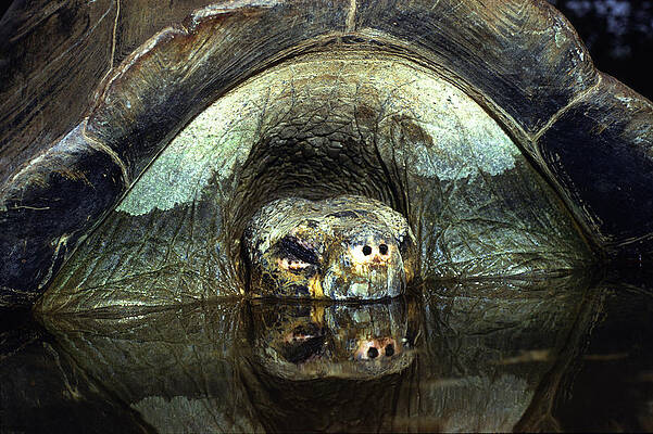 Wall Art - Photograph - Turtle Asleep In Pond by Per-Andre Hoffmann