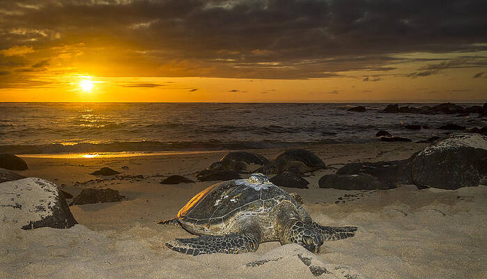 Turtle Beach sunset Oahu Hawaii by Jianghui Zhang