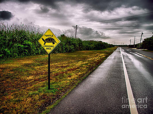 Wall Art - Photograph - Turtle Crossing Area by Mark Miller