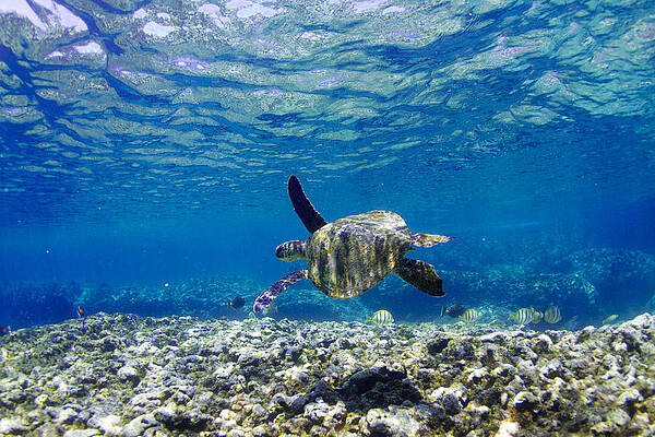 Wall Art - Photograph - Turtle Cruise by Sean Davey