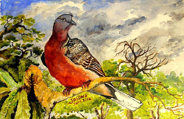 Turtle - Dove by JASON SENTUF Turtle - Dove by JASON SENTUF