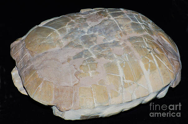 Wall Art - Photograph - Turtle Fossil by Millard H. Sharp