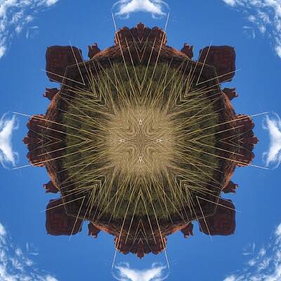 Turtle by Trina Stephenson Turtle by Trina Stephenson