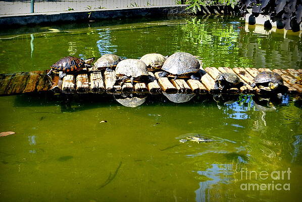 Turtles on a wooden path in botanical garden by Mike Skycak