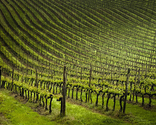 Tuscan Vineyard Series 1 by John Pagliuca Tuscan Vineyard Series 1 by John Pagliuca
