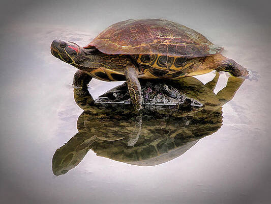 Wall Art - Photograph - Turtle Balancing On Rock by Gary Slawsky