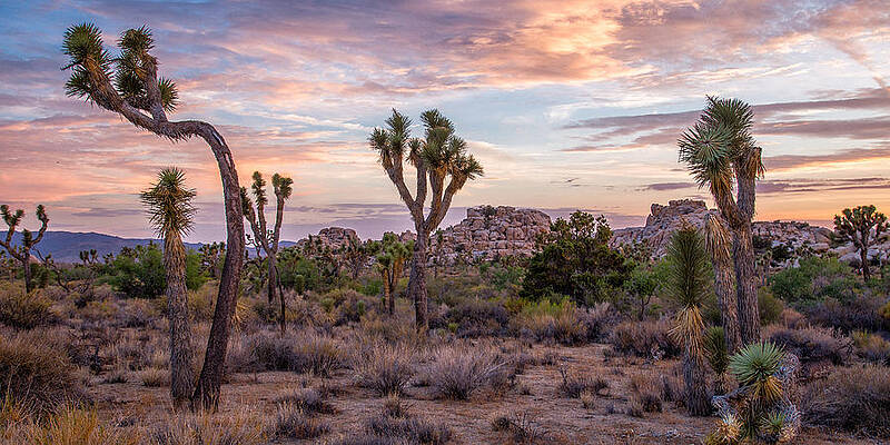 Wall Art - Photograph - Twilight comes to Joshua Tree by Peter Tellone