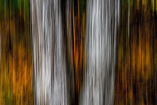 Twin trunks by Darryl Dalton Twin trunks by Darryl Dalton
