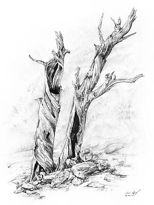 Wall Art - Drawing - Twisted trees by Aaron Spong