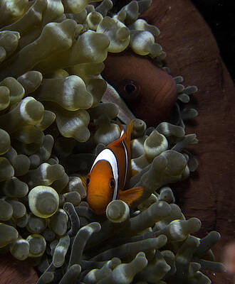 Two Clark's Anemone fish peeking out from their anemone home. by Gary Hughes Two Clark's Anemone fish peeking out from their anemone home. by Gary Hughes