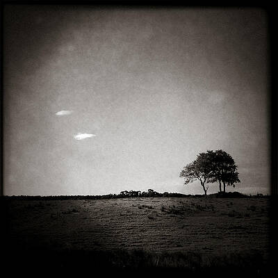 Wall Art - Photograph - Two Clouds and a Tree by Dave Bowman
