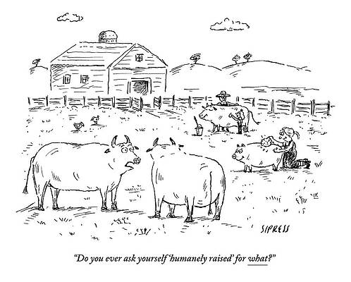 Wall Art - Drawing - Two Cows On A Farm Talking by David Sipress