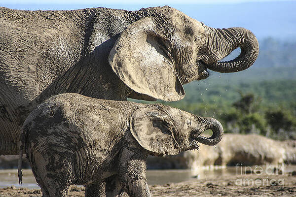 Wall Art - Photograph - Two Ellies Drinking by Jennifer Ludlum