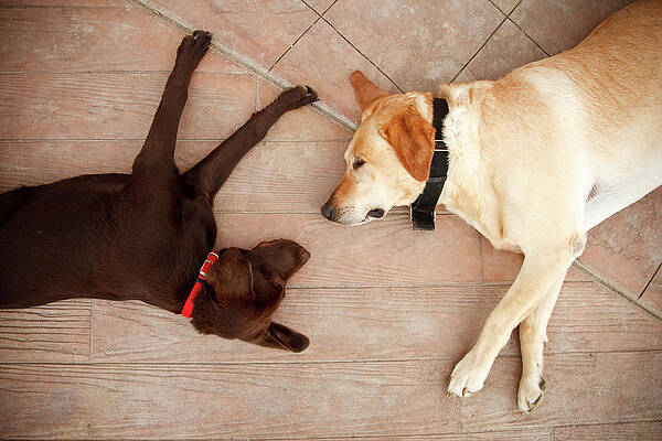 Wall Art - Photograph - Two Exhausted Labradors Sleep On An by Jordan Siemens