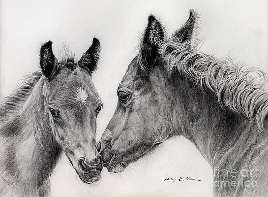 black and white horse drawings