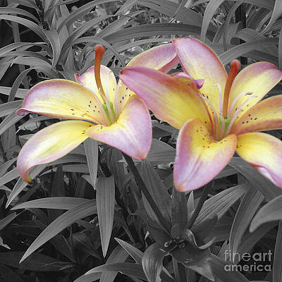 Two Lilies by STEPHEN PRESTEK Two Lilies by STEPHEN PRESTEK