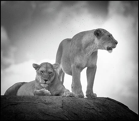 Wall Art - Photograph - Two Lionesses Rest In Midday Heat by Chris Pinchbeck