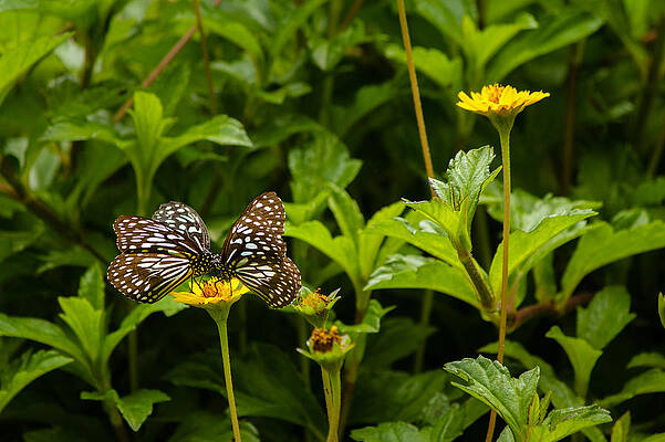 Wall Art - Photograph - Two on one - Butterfly - Blue Tiger by SAURAVphoto Online Store