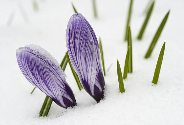Wall Art - Photograph - Two purple crocuses in spring with snow by Matthias Hauser
