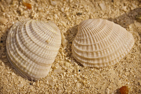 Wall Art - Photograph - Two Shells by Adam Romanowicz