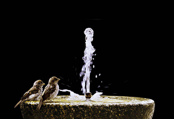 Two Sparrows by Alberto Ponno