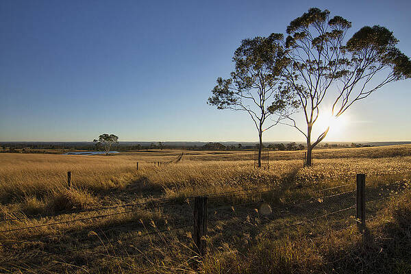 Two Trees in a Field I by Adam Baus