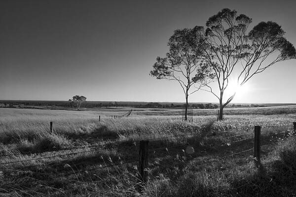 Two Trees in a Field I BW by Adam Baus