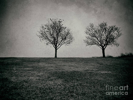 Wall Art - Photograph - Two Trees by Mark Miller