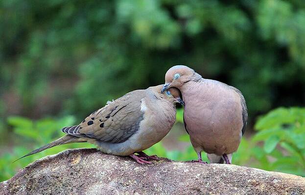 Two Turtle Doves by Cynthia Guinn Two Turtle Doves by Cynthia Guinn