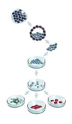 Wall Art - Photograph - Types Of Stem Cell by Science Photo Library