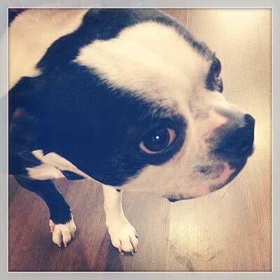 Wall Art - Photograph - Uma... My First Canine Friend In by Alexandra Duncan