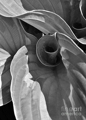 Wall Art - Photograph - Uncoiling Hostas by Kathi Mirto