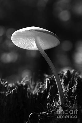 Under a Mushroom by Jan Piller Under a Mushroom by Jan Piller