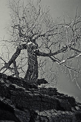 Wall Art - Photograph - Under the Tree by Cathy Anderson