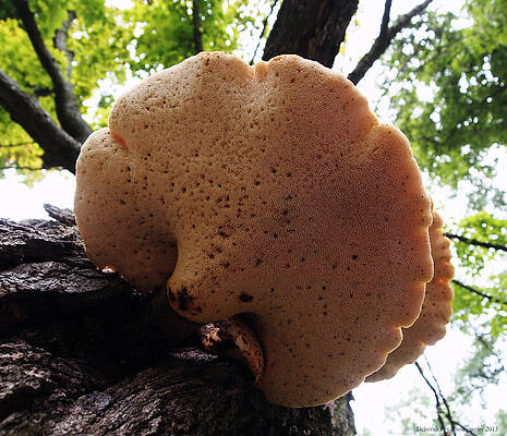 Underside of Dryad's Saddle Fungus on Tree by Deborah North