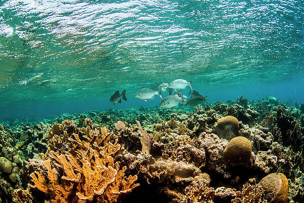 Wall Art - Photograph - Underwater View Of School Of Fish by Logan Mock-Bunting