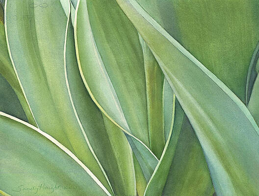 Unfolding Tulip Leaves by Sandy Haight Unfolding Tulip Leaves by Sandy Haight