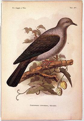 Wall Art - Photograph - Unknown, Color Lithographs by Everett