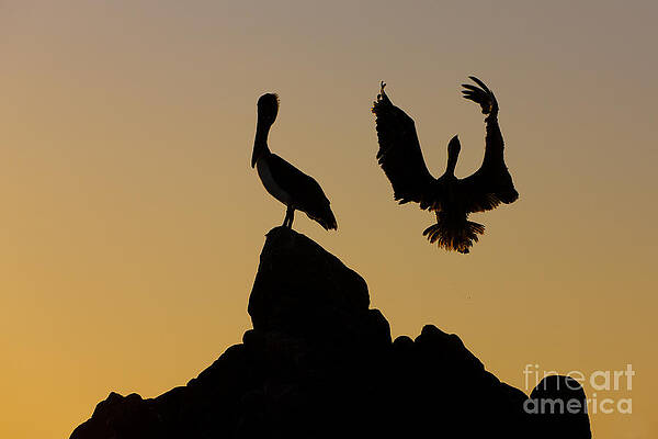Unmoved by Darryl Barton