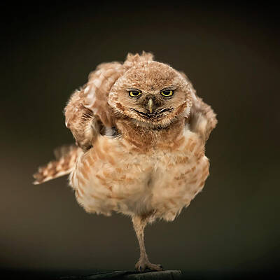 Balancing Owl on One Foot Print