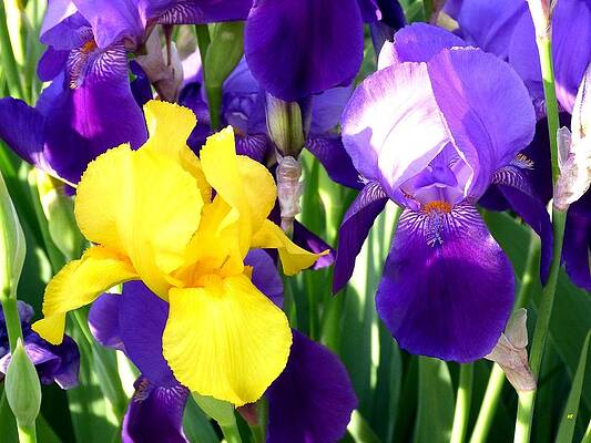 Up Close And Beautiful by Will Borden Up Close And Beautiful by Will Borden
