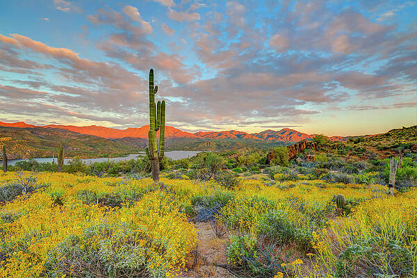 Wall Art - Photograph - USA, Arizona, Lake Bartlett, Cave Creek by Jaynes Gallery