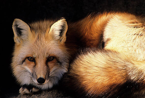 Wall Art - Photograph - USA, New Mexico, Red Fox by Gerry Reynolds