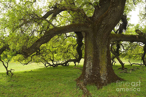 Wall Art - Photograph - Valley Oak by Ron Sanford